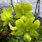 Dendrobium Aridang Green Near Blooming